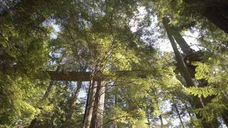 wide shot of people walking on treetop adventure bridges