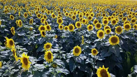 Infinite Agriculture Field Infinite Agriculture Field in a Cloudy Day Filmed Left to Right