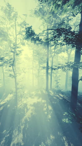 a magical forest bathed in sunlight and mist