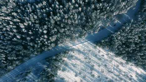 winter road through fir trees forest