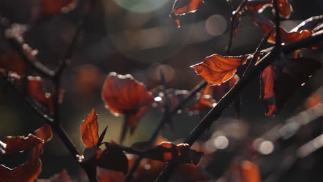 Cold,-Dead,-Dying-Leaves-on-a-Tree-Branch-in-the-Winter-time,-Hand-held,-Slow-Motion