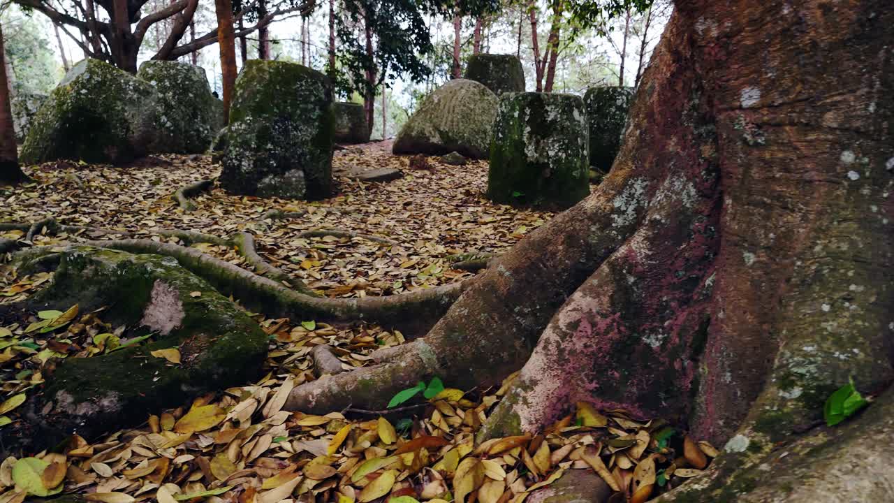llanura de jarras, revelan estructuras de piedra arenisca de detrás de la raíz del árbol en la selva