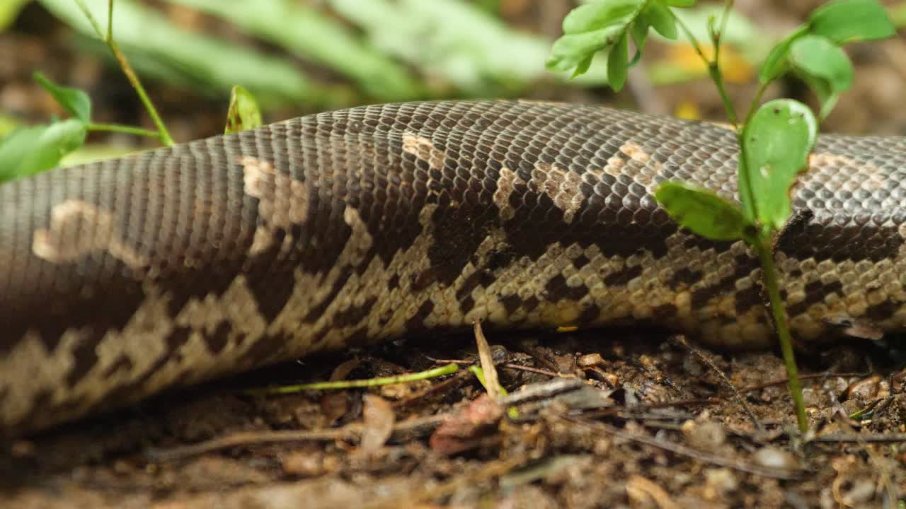 movement of a Sand Boa snake over the land as each movement in its body seen and the wonderful pattern on its skin can be seen , in India