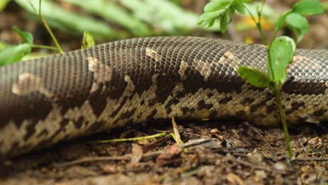 Movimiento-De-Una-Serpiente-Boa-De-Arena-Sobre-La-Tierra-A-Medida-Que-Se-Ve-Cada-Movimiento-En-Su-Cuerpo-Y-Se-Puede-Ver-El-Maravilloso-Patrón-En-Su-Piel,-En-India