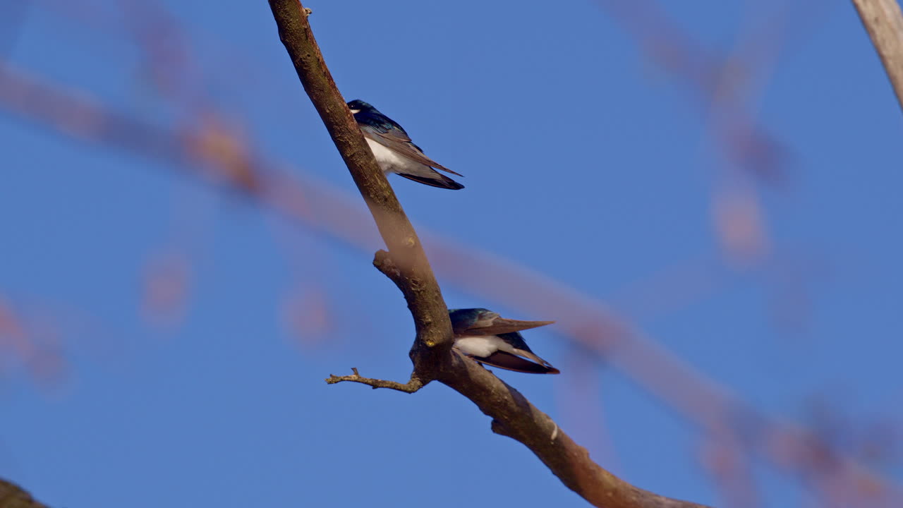 Watch purple martins carve the sky in super slow-mo over a blooming spring landscape.