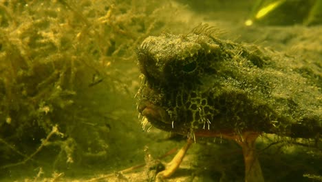 Grumpy-Marine-Frog-Fish,-FL