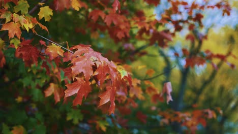 Maple tree autumn leaves