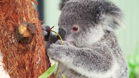 lindo oso koala masticando hojas de eucalipto