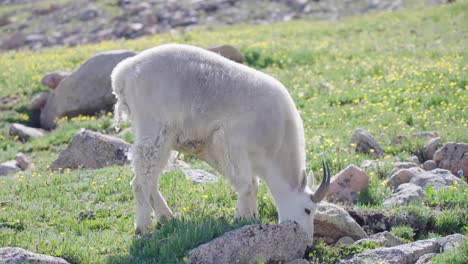 Bergziegen-Fressen-Gras-|-Mount-Bierstadt,-Colorado