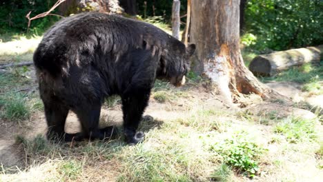 4k video of an american black bear drinking water to cool off from the summer heat