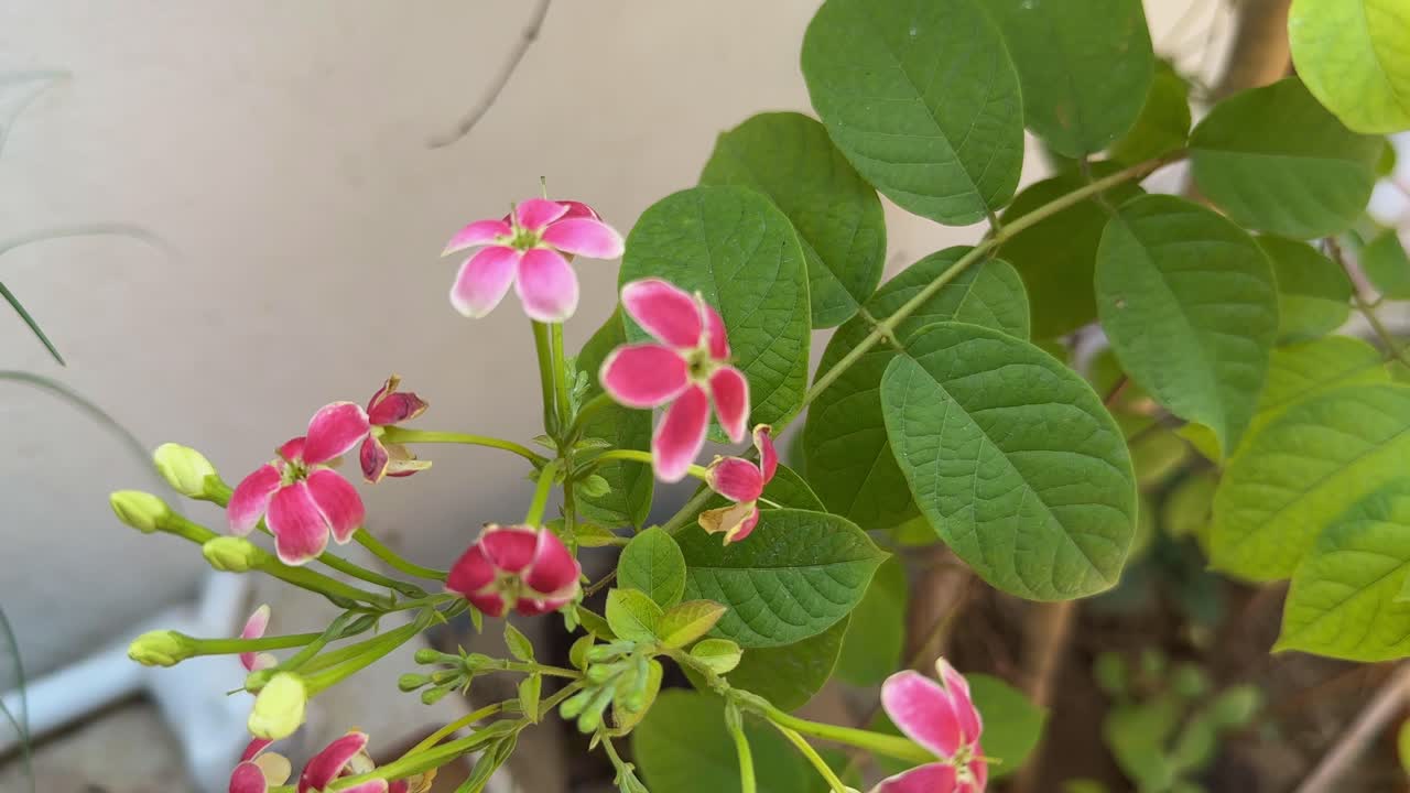 closeup of Madhumalti Creeper flower blooming in the garden
also known as Rangoon Creeper madhurilata Combretum Indicum
