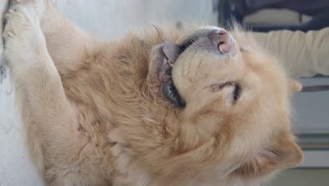 a chow chow dog relaxing