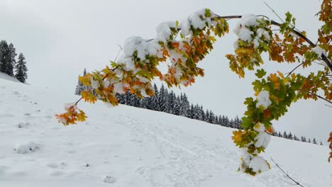 maple branches in fall colors in the snow