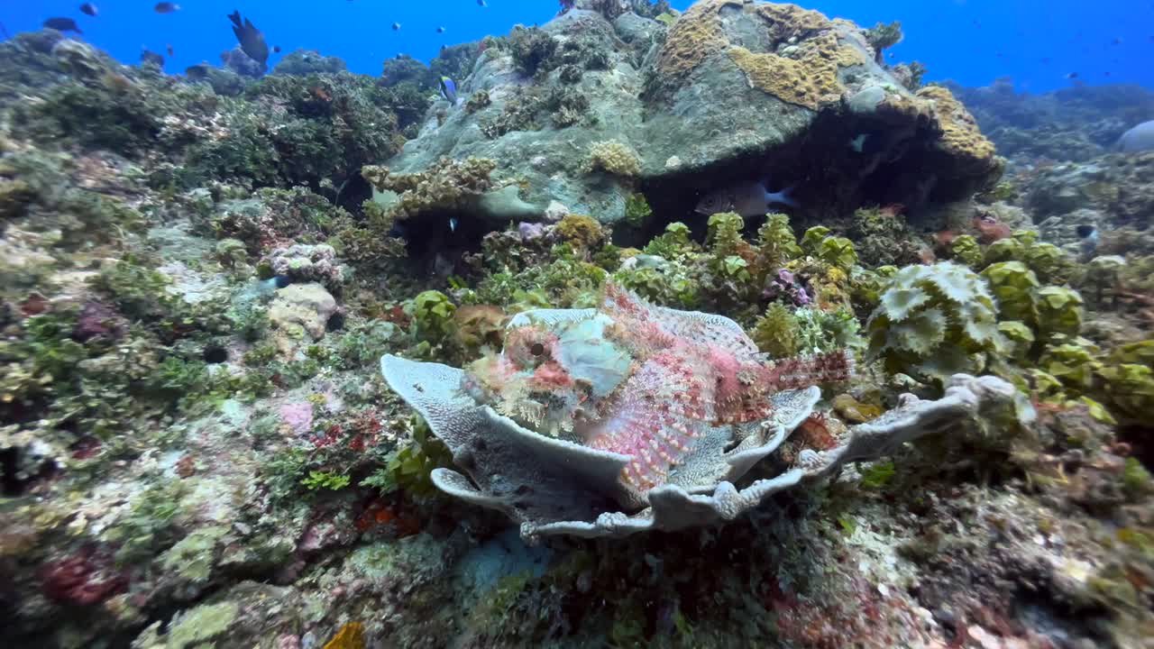 Koralrev med skorpionfisk nær Mnemba Island, Zanzibar, Tanzania