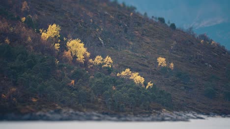 bright autumn forest covers the gentle mountain slopes