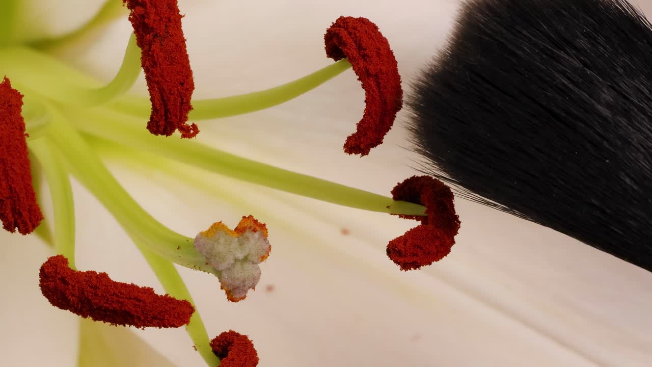 Close-up footage showing a brush interacting with red lily stamens, highlighting pollen transfer in a detailed macro perspective.