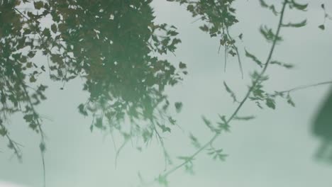 Trees-in-the-reflection-of-water