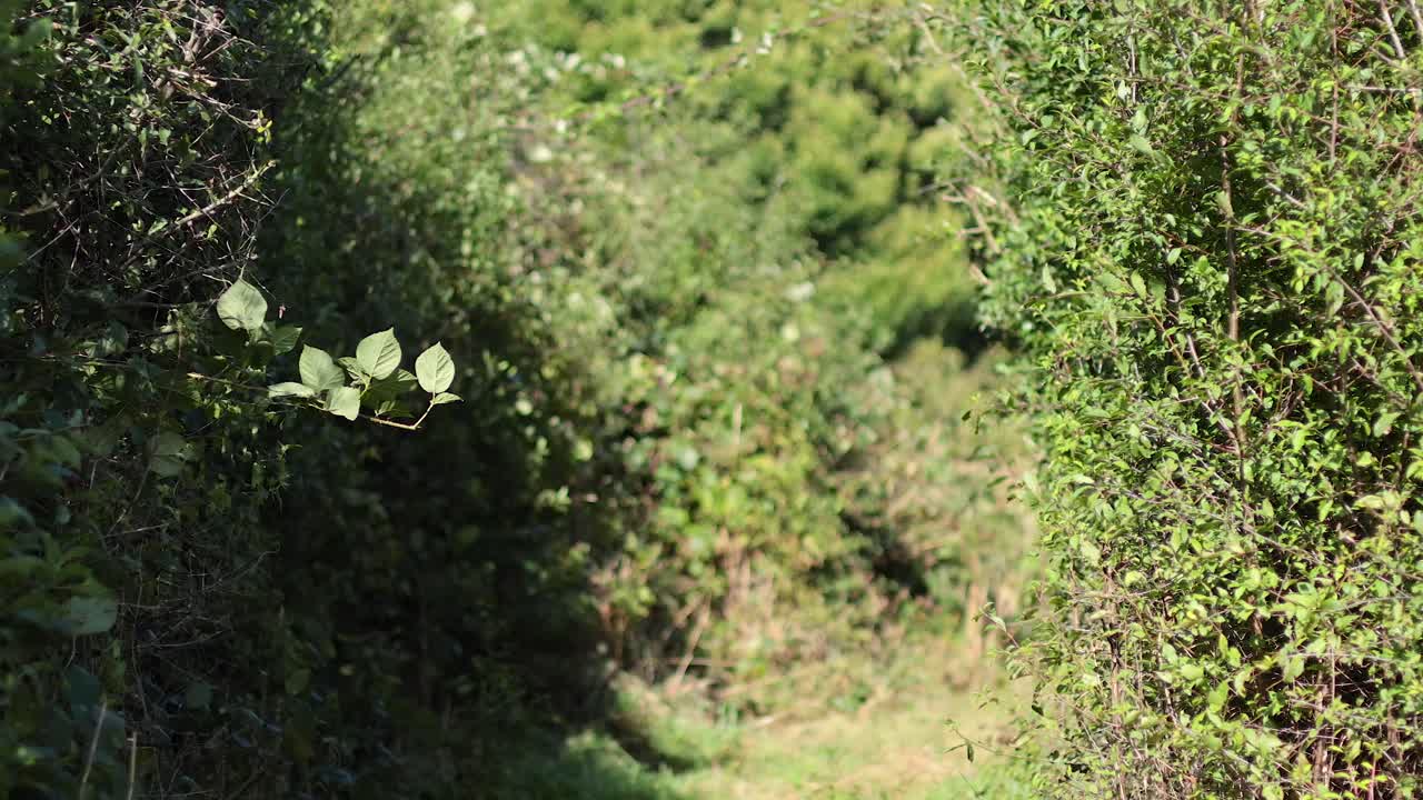 persona caminando por un camino de jardín verde