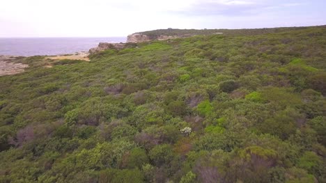 Beautiful-aerial-drone-view-of-the-green-bush-by-the-Pacific-Ocean