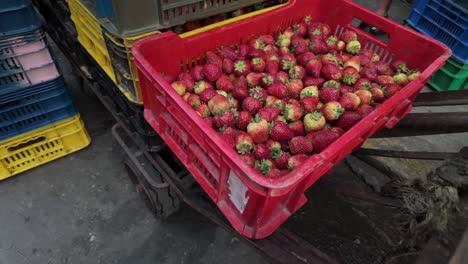 close-up of a ripe large red strawberry at a fruit market. fruit distribution
