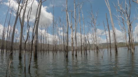 Water-view-of-an-old-dead-forest-flooded-to-create-a-dam-for-a-large-city-water-infrastructure-project