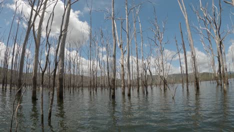 vista del agua de un viejo bosque muerto inundado para crear una presa para un proyecto de infraestructura hídrica de una gran ciudad.