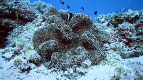 Relaxing-view-of-sea-anemone-gently-swaying-in-the-ocean-current-along-with-clown-fish