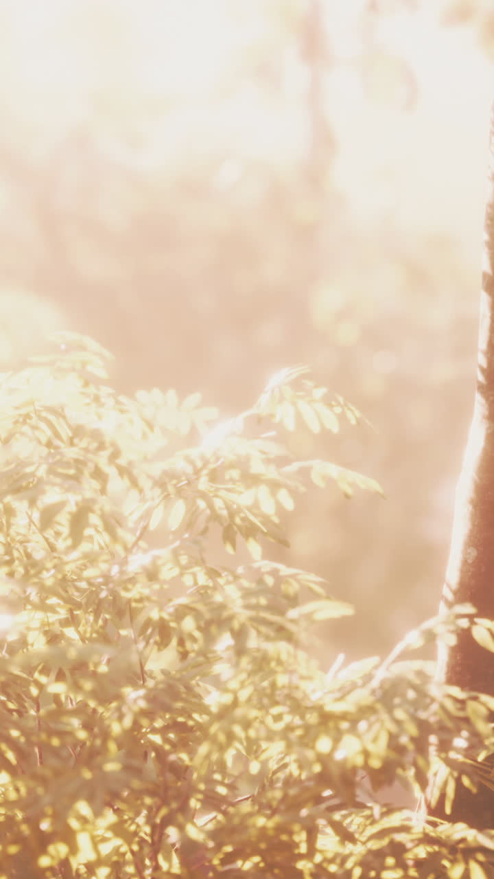 숲 의 잎 을 가로지르는 빛