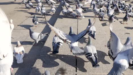 pigeons on steps