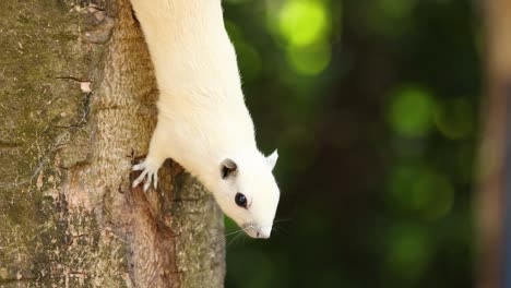 albino squirrel climbs down a tree trunk.