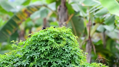이륙하고 프레임 밖으로 날아 가기 전에 두꺼운 덤불에 앉아있는 진홍색 rumped tanager