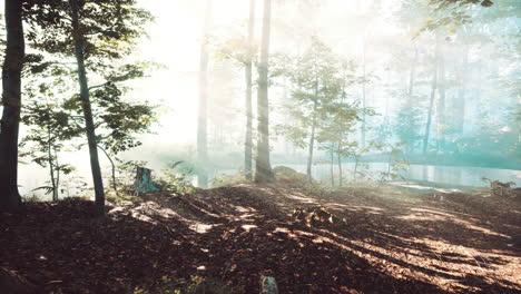 Sonnenstrahlen-In-Einem-Wald-An-Einem-Diesigen-Morgen