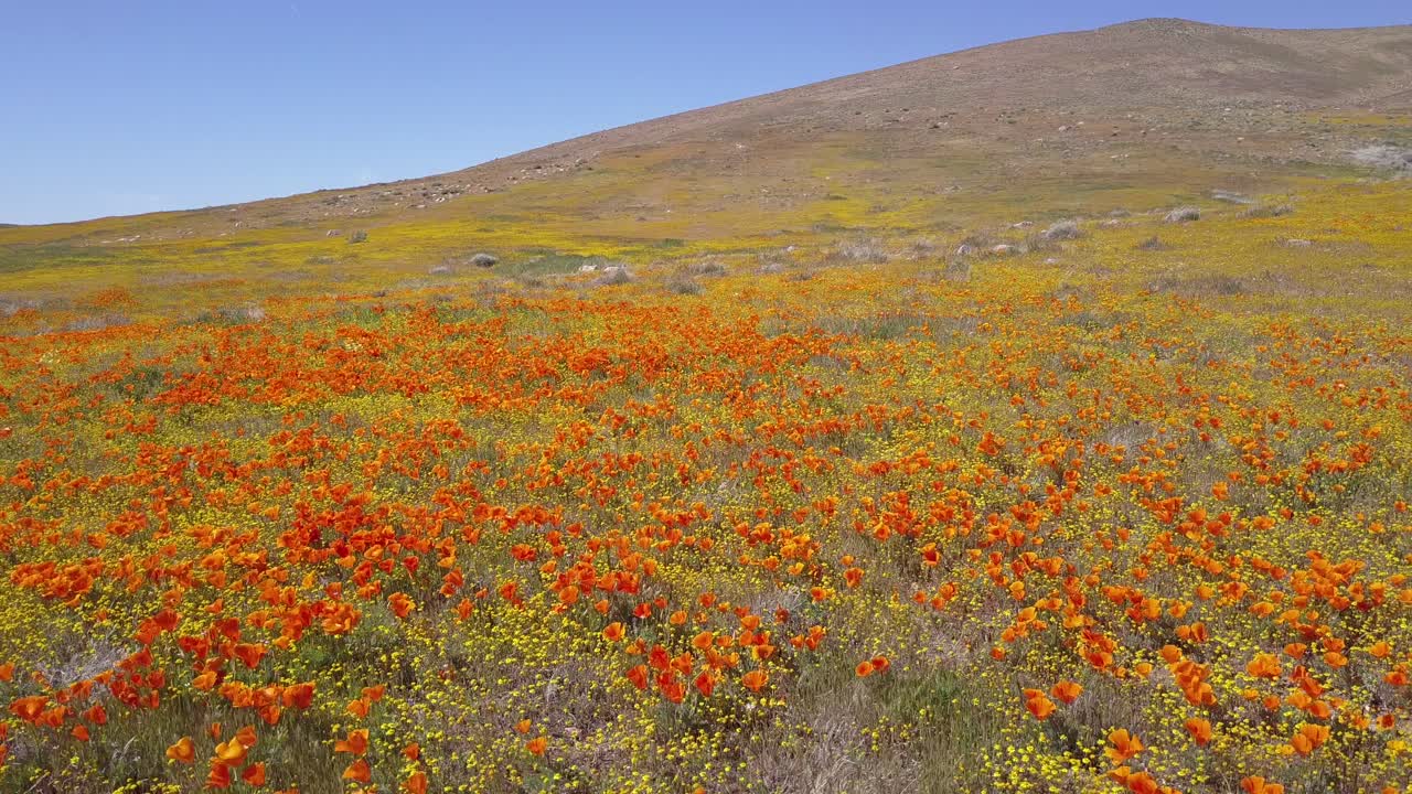 캘리포니아 양귀비 야생화 2의 아름다운 주황색 들판 위에 낮은 공중