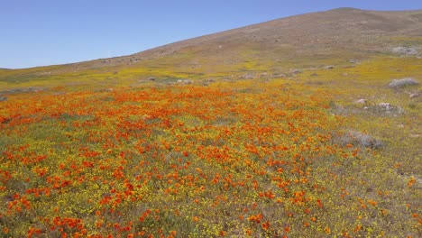 una antena baja sobre un hermoso campo naranja de flores silvestres de amapola de california 2