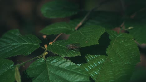 bug on foliage inside the rainforest during daytime