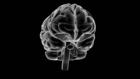 x-ray style brain, 360 rotation.