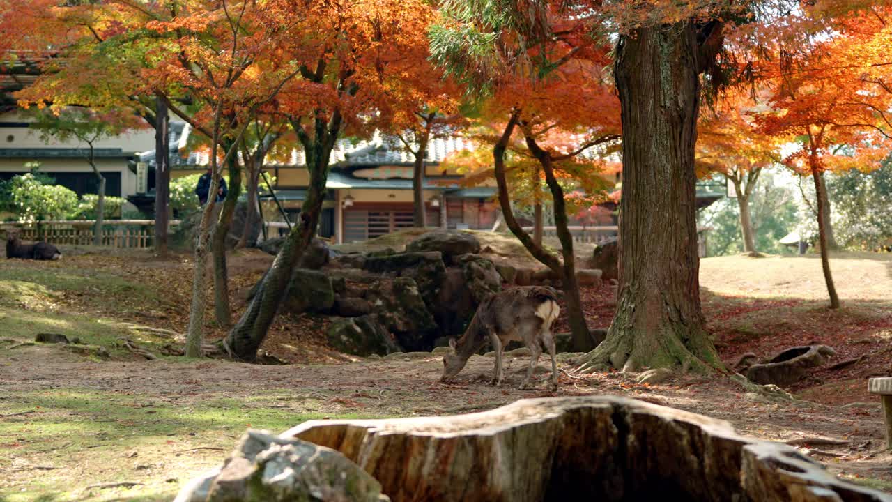 A tranquil scene in Nara, Japan, where a deer is peacefully eating amidst vibrant red autumn foliage.