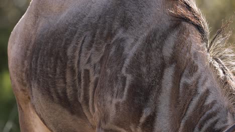 beautiful animal fur coat design on african wildebeest - closeup