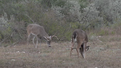 two whitetail bucks feeding in texas