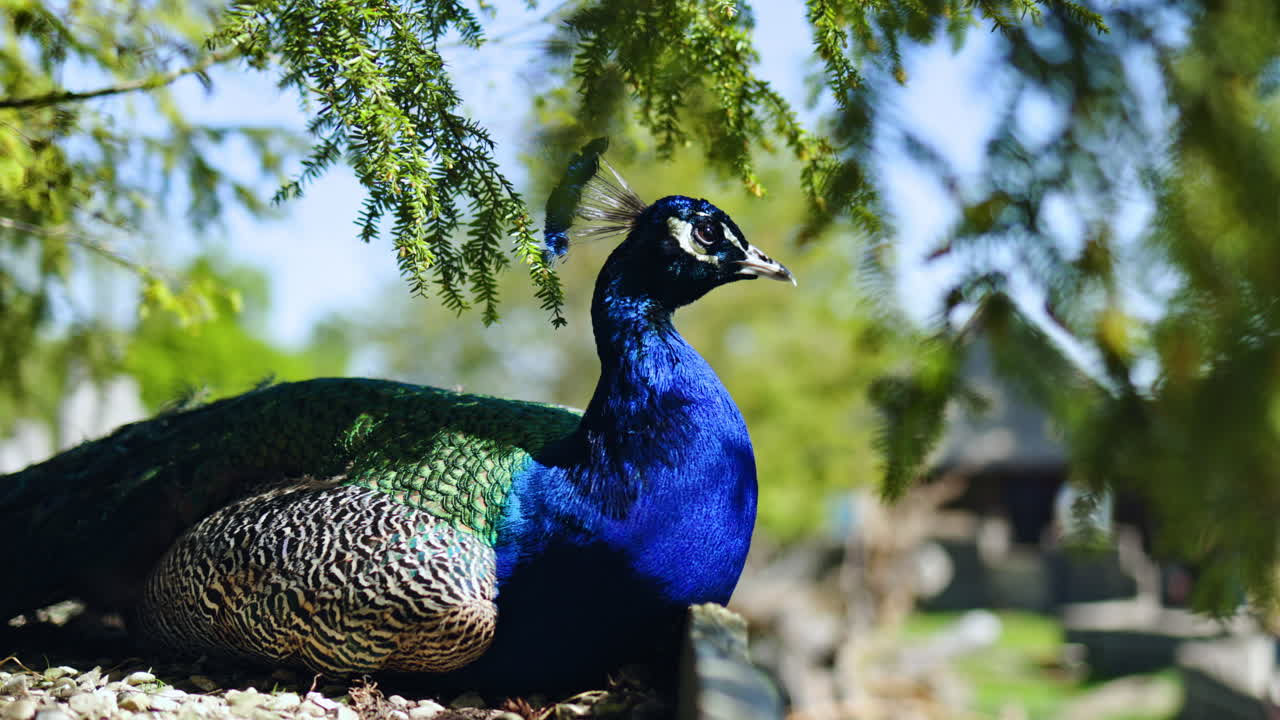 Um grande pavão azul senta-se no zoológico sobre uma pedra. O pavão é uma ave exótica no zoológico. Penas majestosas de um pavão com um efeito brilhante.