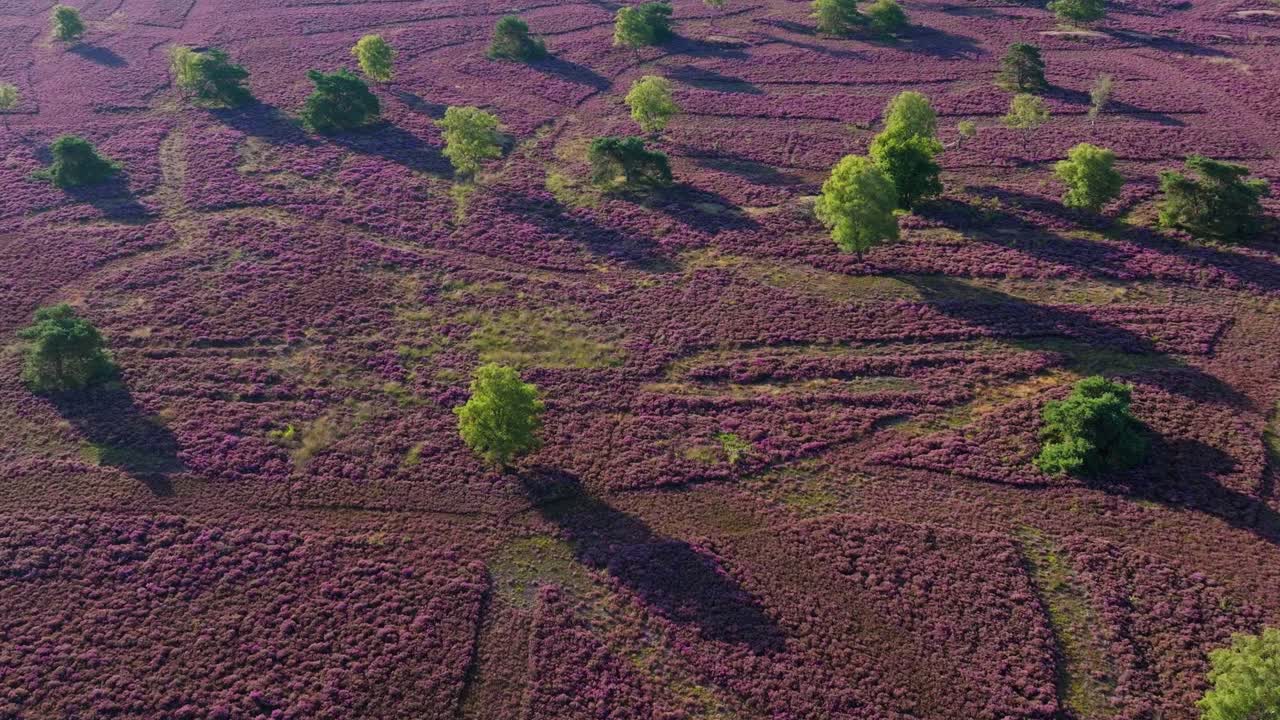 Aerial view of heather field with trees