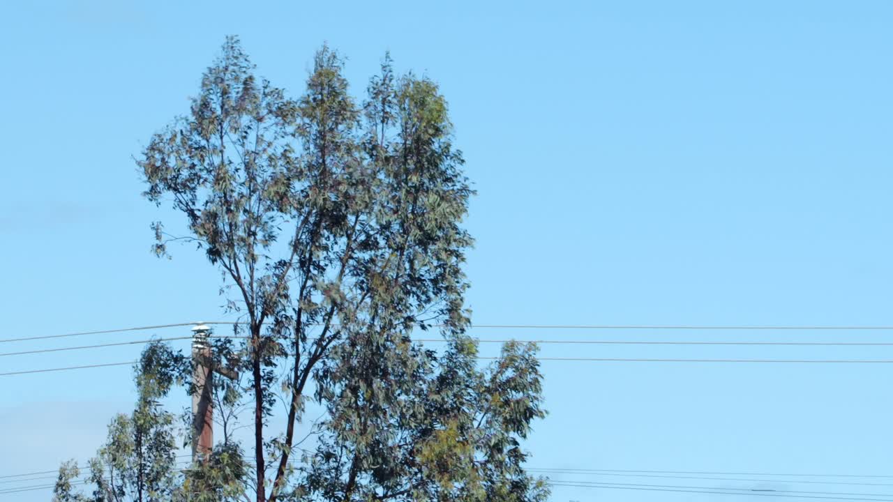 Tree Swaying In The Wind In Front Of Powerlines, Sunny Daytime Clear Blue Sky, Maffra, Gippsland, Victoria, Australia