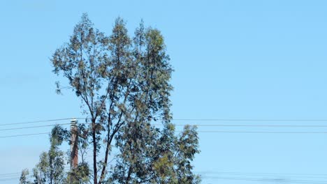tree swaying in the wind in front of powerlines, sunny daytime clear blue sky, maffra, gippsland, victoria, australia
