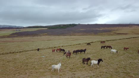 icelandic horses in a peaceful meadow, iceland