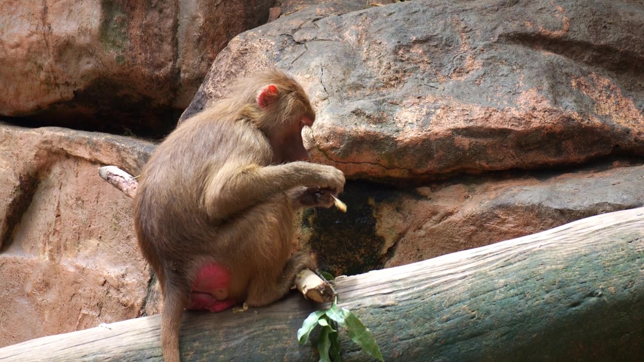Close up shot of a young Hamadryas baboons (Papio hamadryas) holds a piece of fibrous plant stalk in its hands and chews it with its mouth.