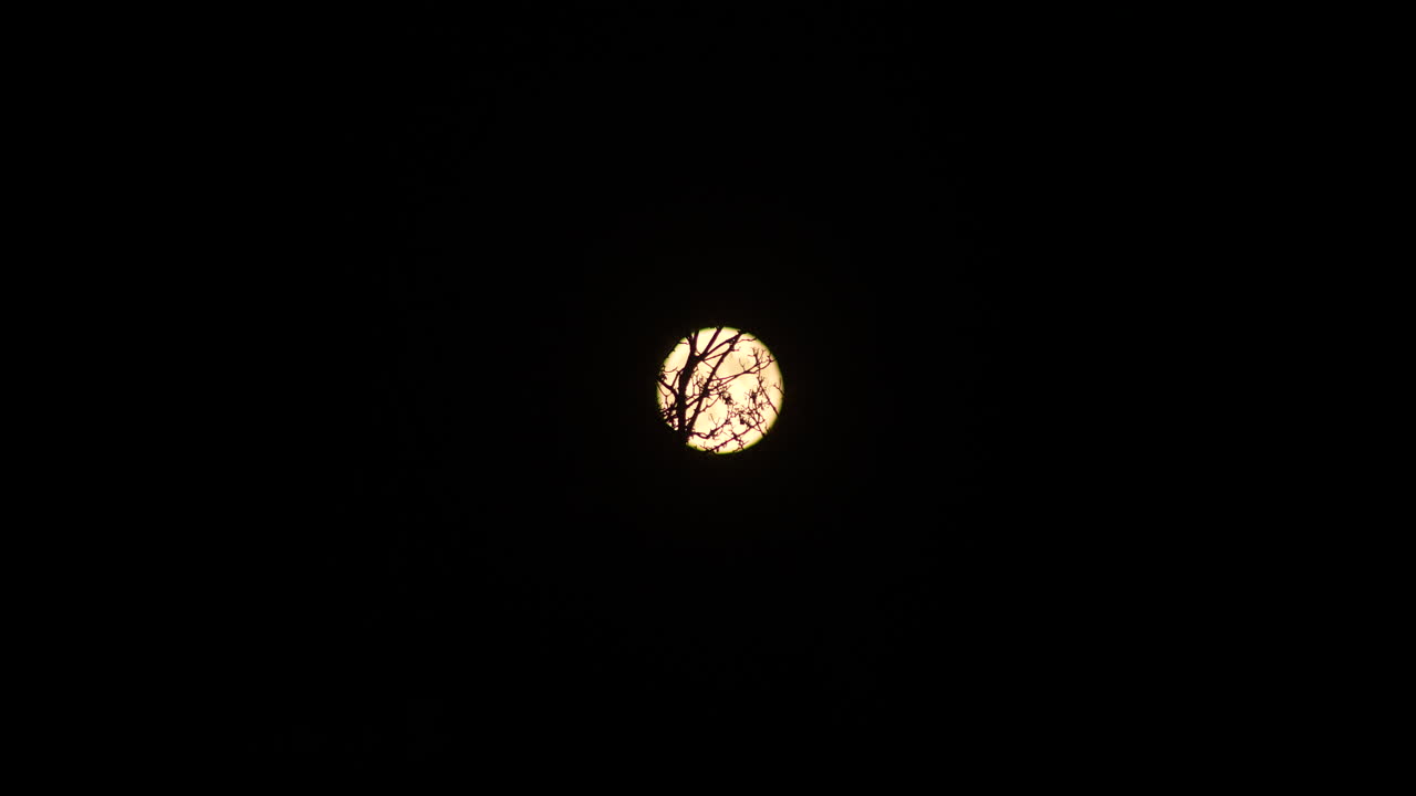 Una luna piena luminosa si muove lentamente dietro la silhouette scura dei rami di un albero di notte. Perfetto per progetti a tema spettrale, suggestivo o astronomico.