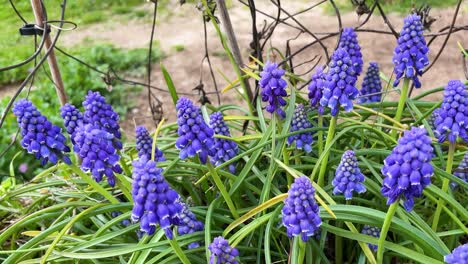 lose-up of Muscari armeniacum flowers in vivid purple tones swaying gently in the early spring breeze, with long green leaves and some sempervivum plants on a cloudy day.