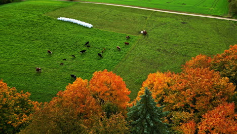 picturesque autumn scene in latvia with red trees, green fields, cows, and hay bales