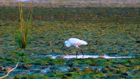 white little egret fishing in a dry lake