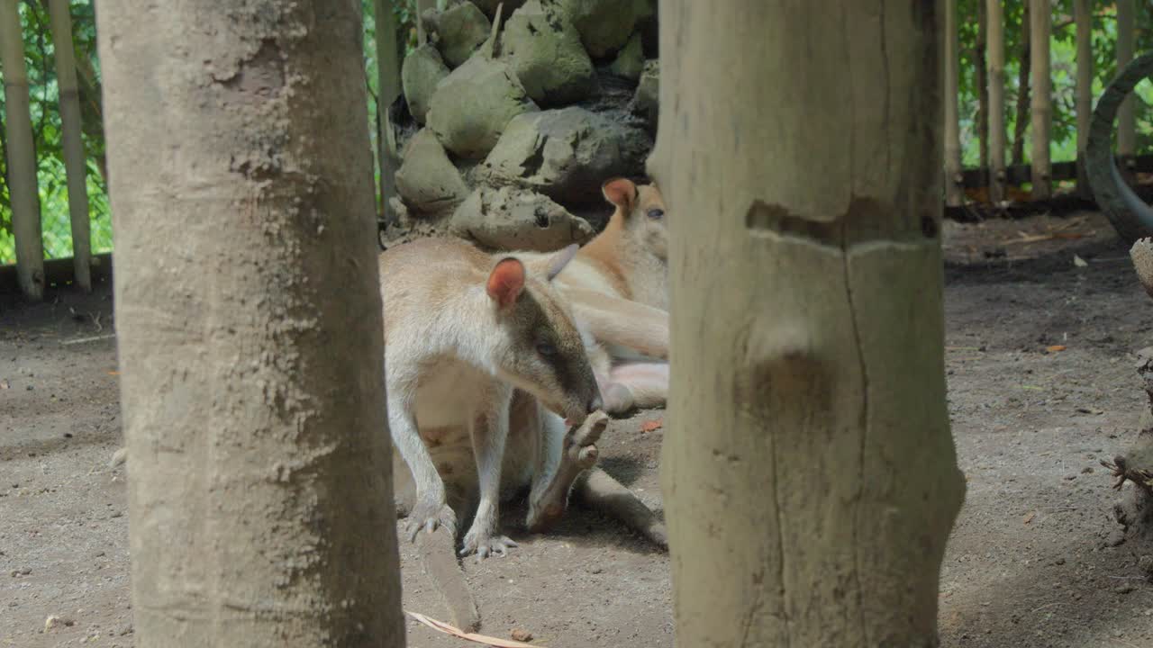 Red-necked wallaby grooming itself, licking its paw while nestled between two tree trunks